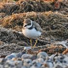 Flussregenpfeifer (Charadrius dubius)