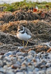 Flussregenpfeifer (Charadrius dubius)