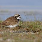 Flussregenpfeifer (Charadrius dubius)