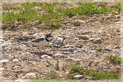 Flussregenpfeifer (Charadrius dubius) entdeckt