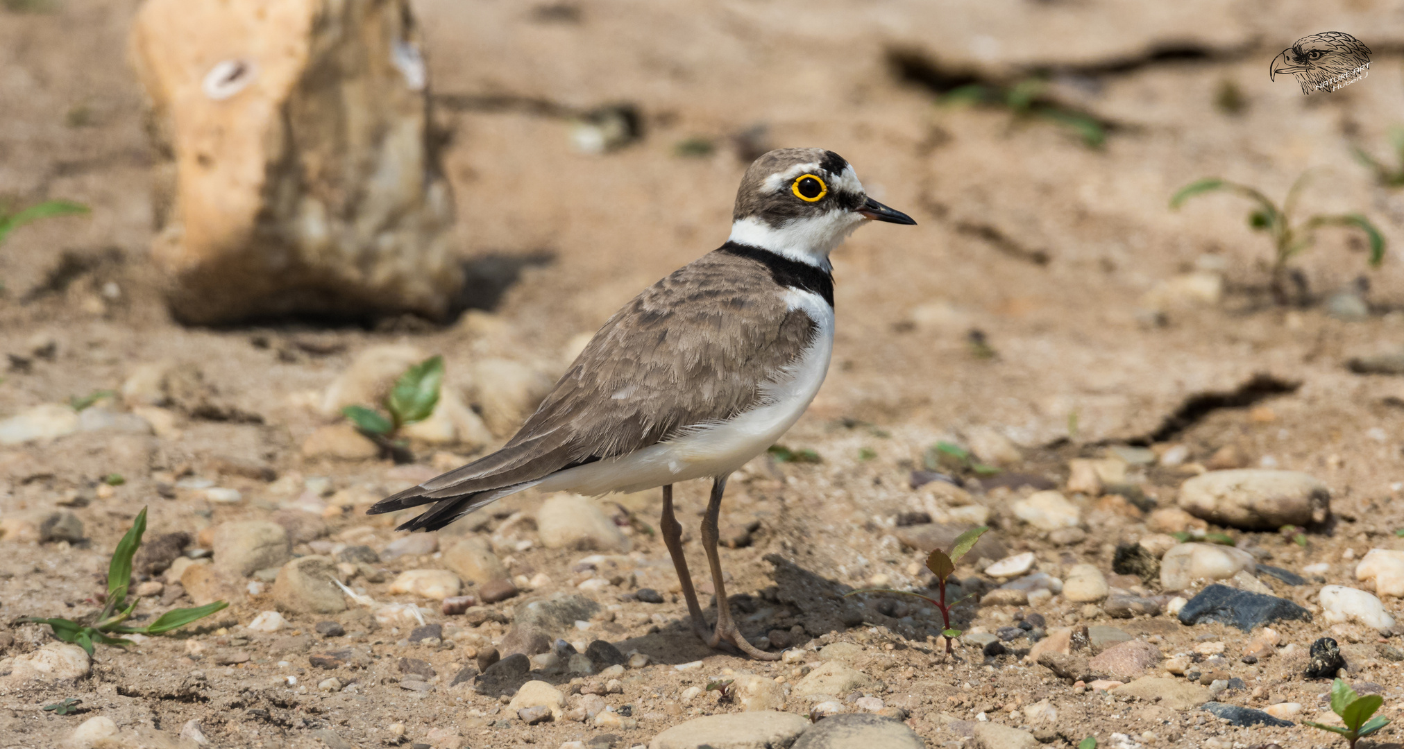 Flussregenpfeifer (Charadrius dubius)