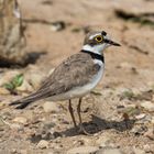 Flussregenpfeifer (Charadrius dubius)