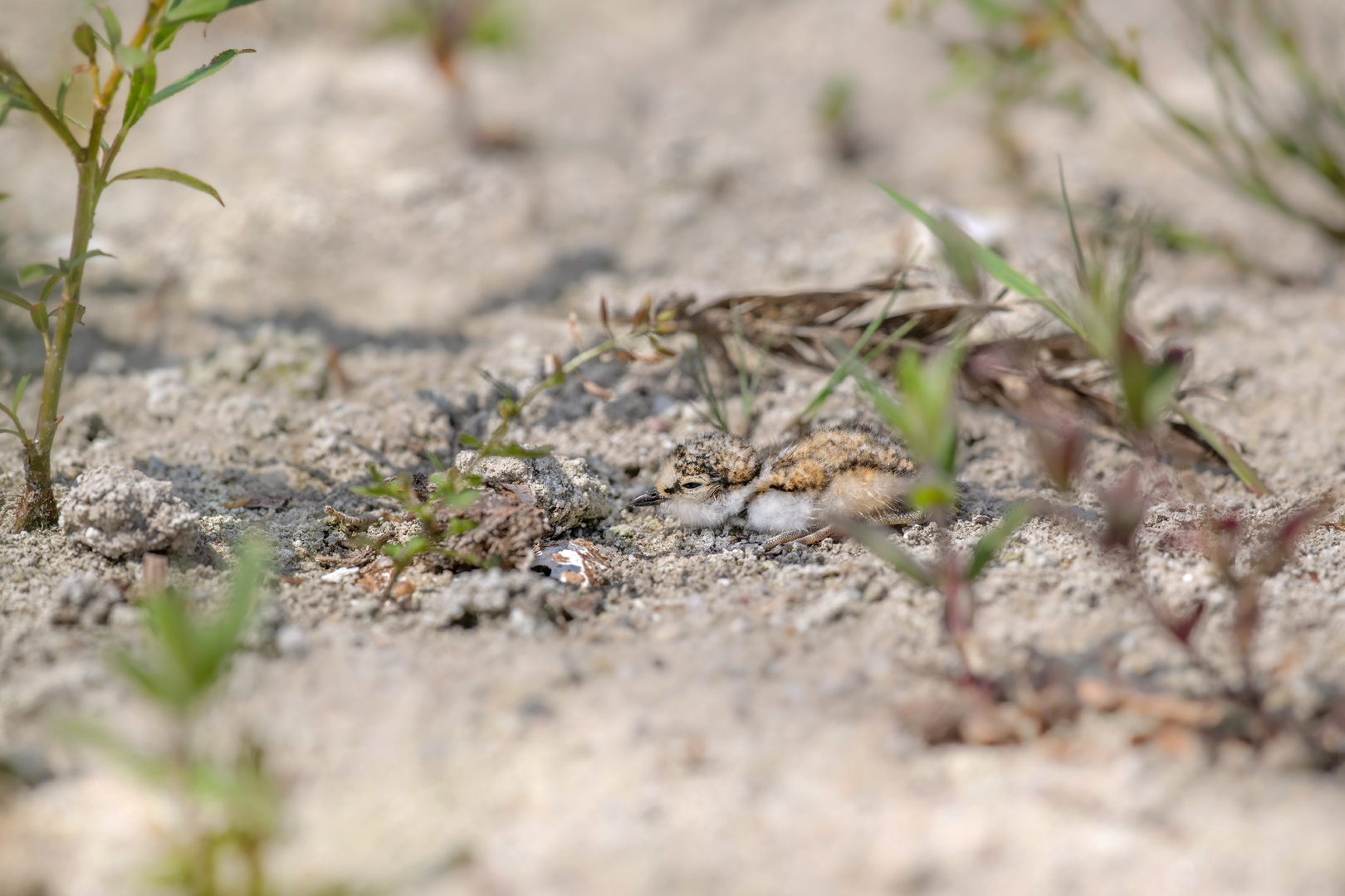 Flussregenpfeifer (Charadrius dubius)