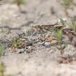 Flussregenpfeifer (Charadrius dubius)