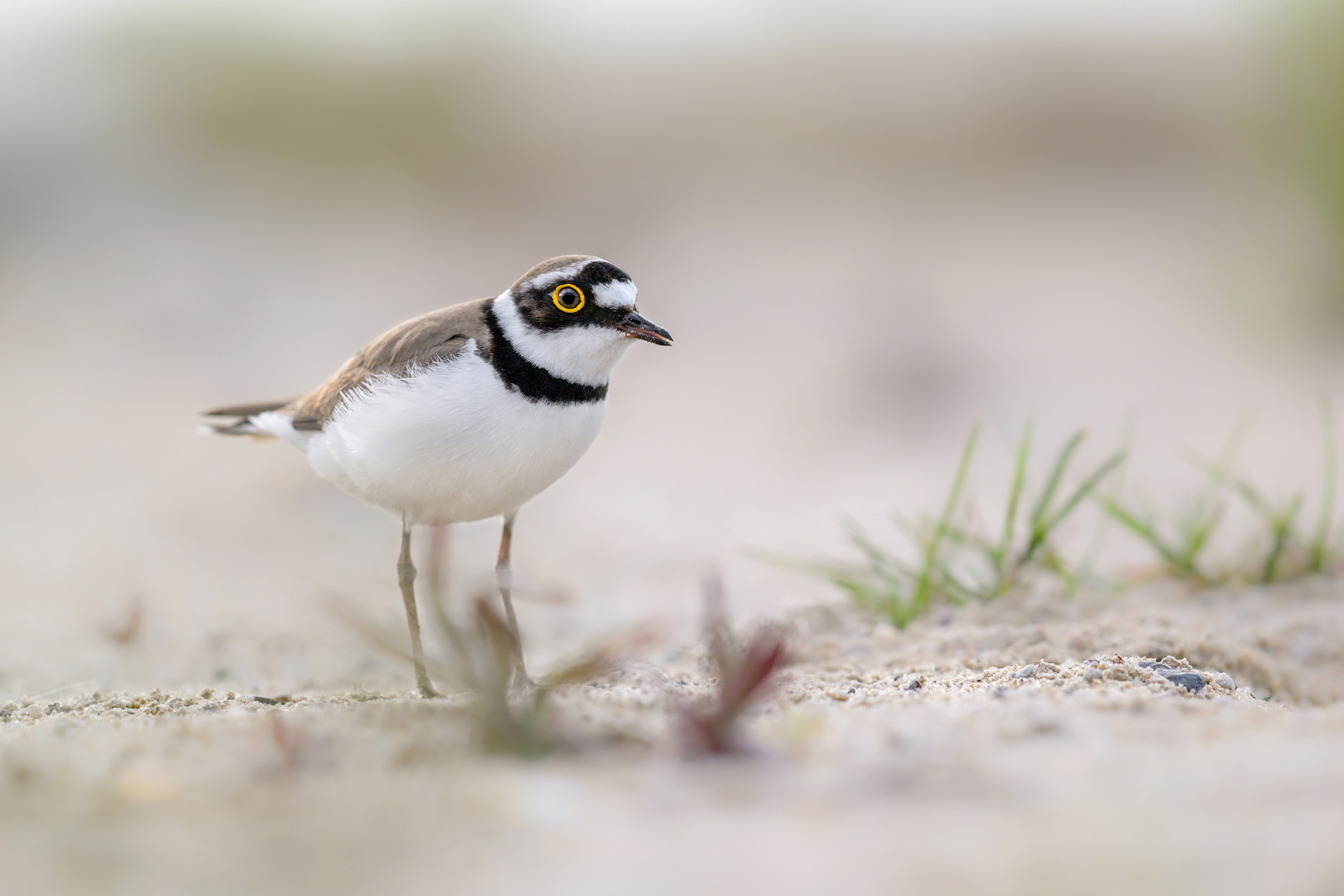 Flussregenpfeifer (Charadrius dubius)