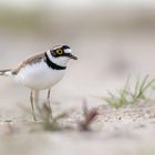 Flussregenpfeifer (Charadrius dubius)