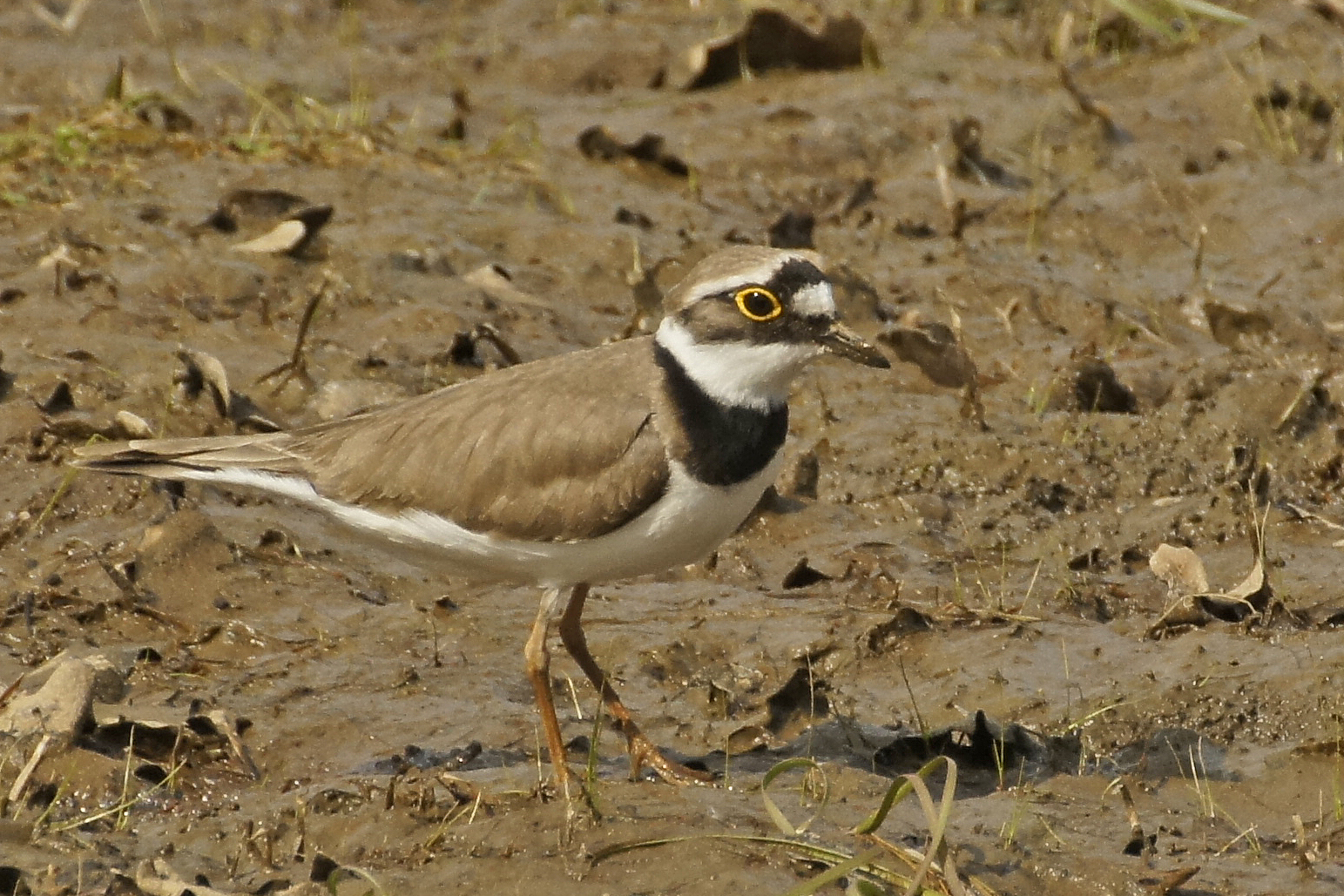 Flussregenpfeifer (Charadrius dubius)