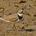 Flussregenpfeifer (Charadrius dubius)