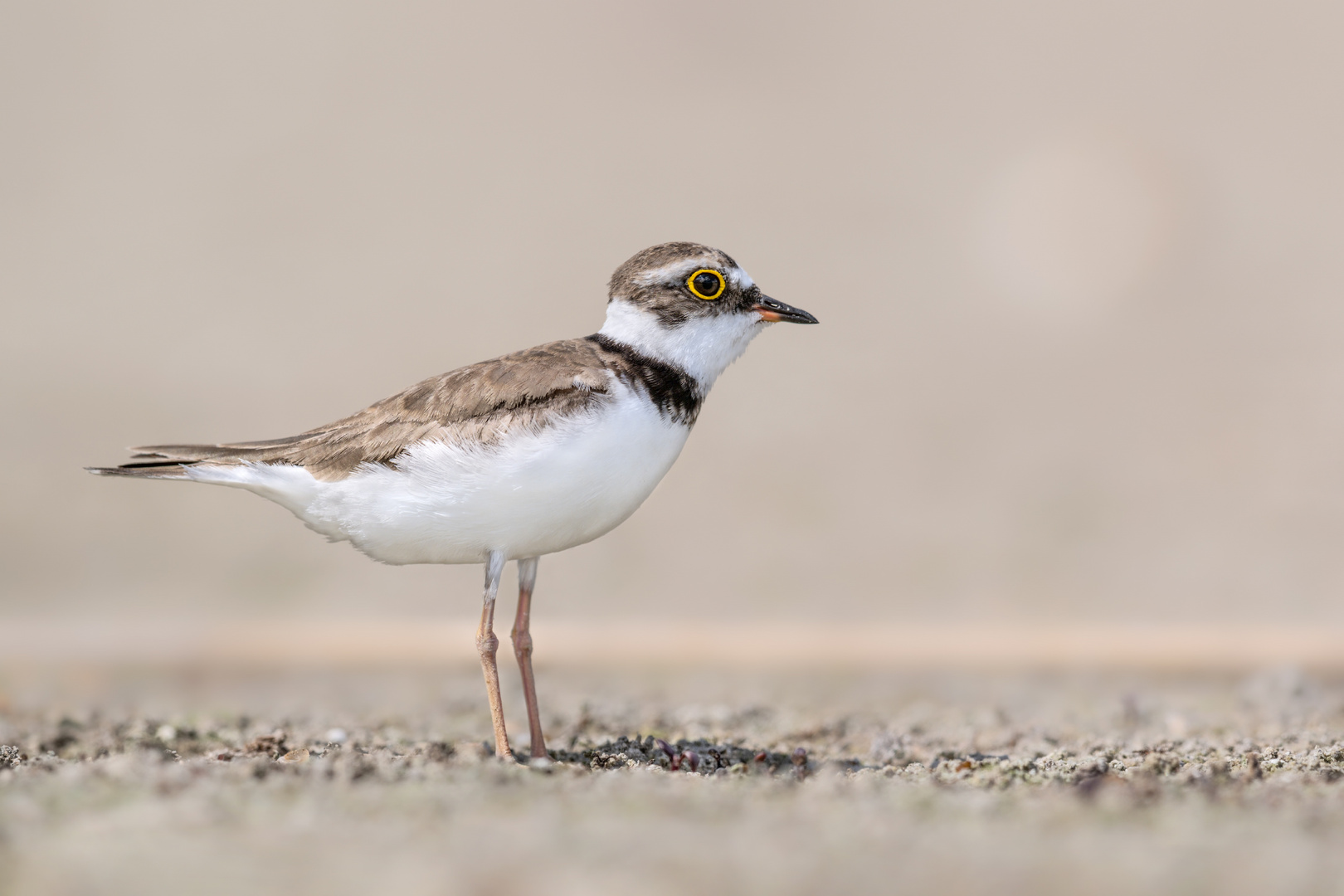 Flussregenpfeifer (Charadrius dubius)