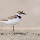 Flussregenpfeifer (Charadrius dubius)