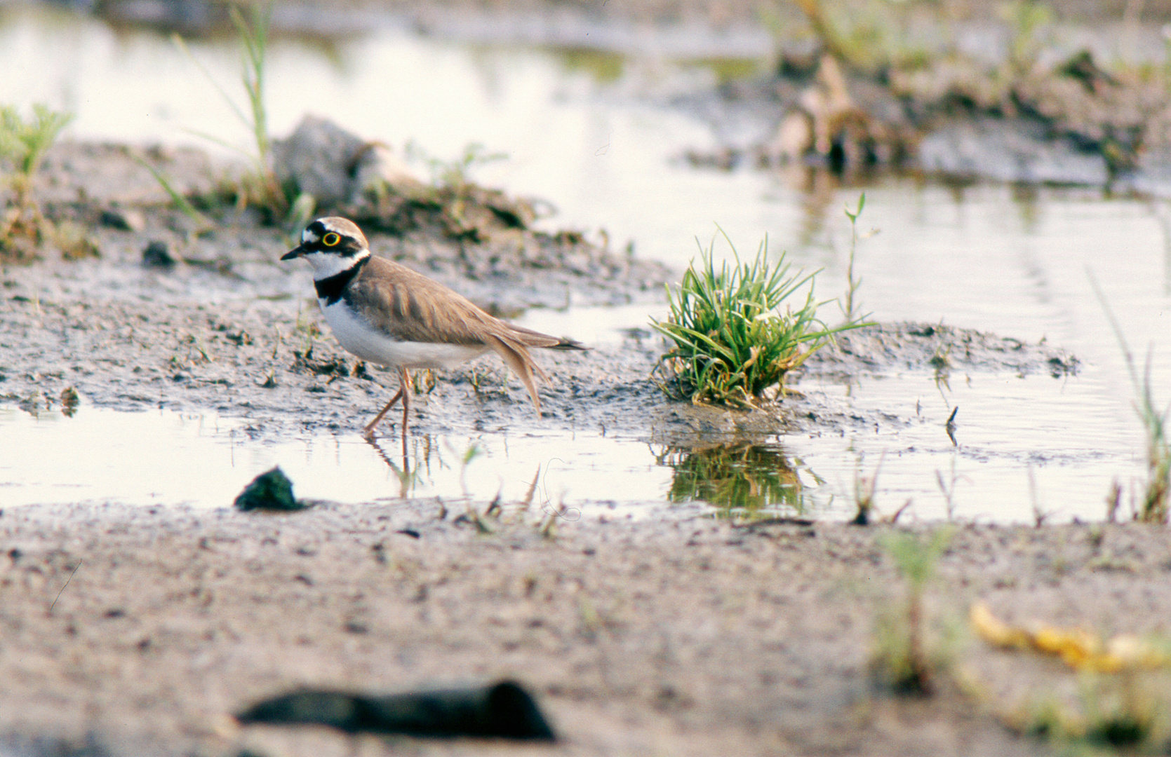 Flussregenpfeifer-(Charadrius dubius) -Wildlife