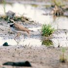 Flussregenpfeifer-(Charadrius dubius) -Wildlife