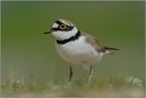 Flussregenpfeifer *Charadrius dubius* [Wildlife, ND] by Gordana u. Ralf Kistowski 