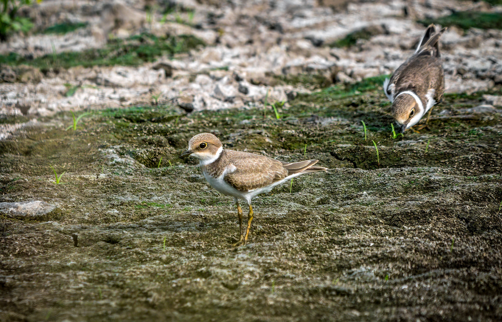 FLUSSREGENPFEIFER DUO