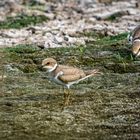 FLUSSREGENPFEIFER DUO