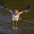 Flussregenpfeifer fliegt mir zu