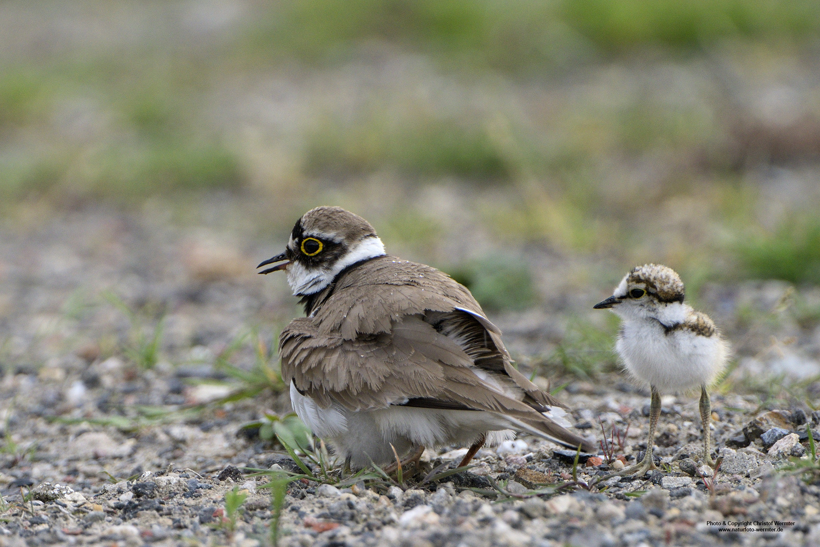 Flussregenpfeifer hudert Jungvögel