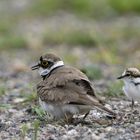 Flussregenpfeifer hudert Jungvögel