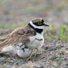 Flussregenpfeifer hudert Jungvögel