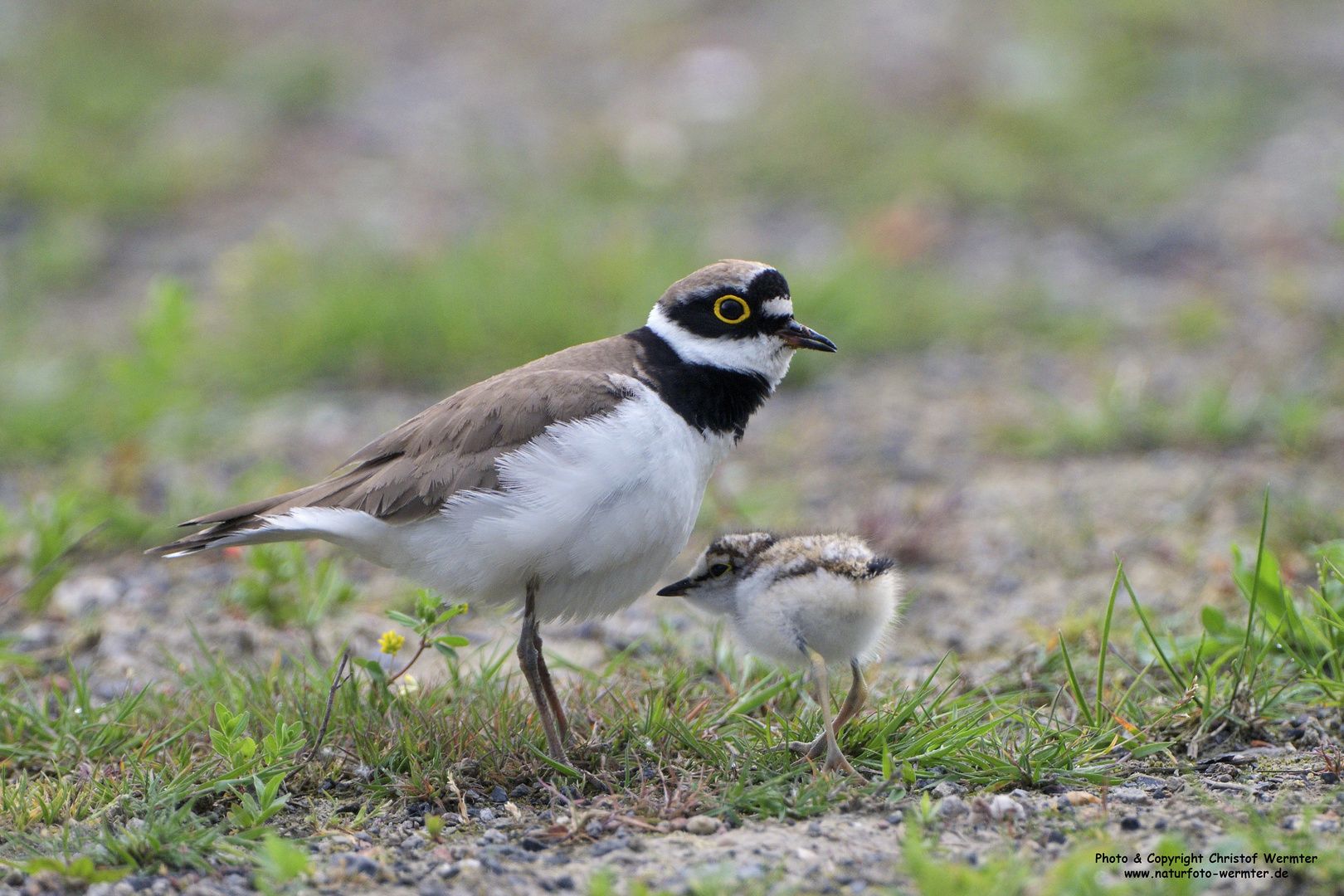 Flussregenpfeifer hudert Jungvogel