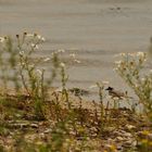 Flussregenpfeifer im Blütenmeer (Geiseltal)