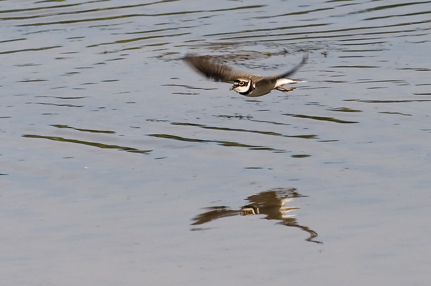 Flußregenpfeifer im Flug....