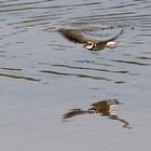 Flußregenpfeifer im Flug....