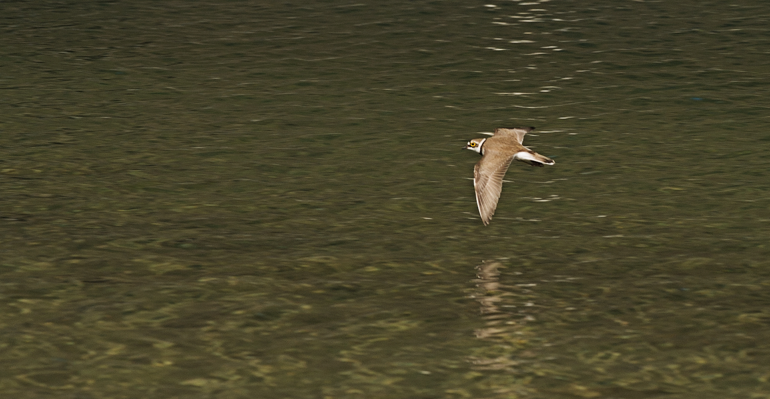 Flussregenpfeifer im Flug