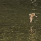 Flussregenpfeifer im Flug