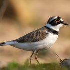 Flussregenpfeifer im Profil