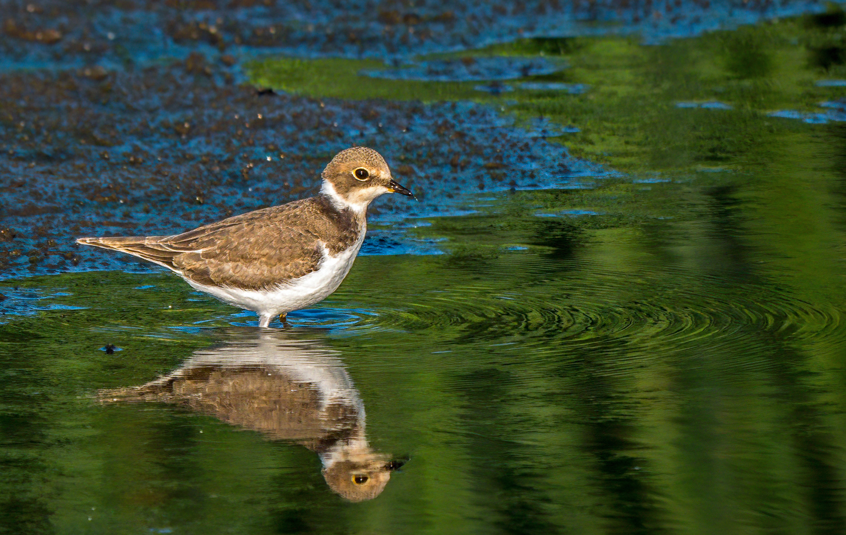 "FLUSSREGENPFEIFER", Jungvogel