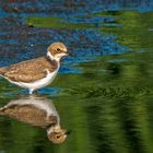 "FLUSSREGENPFEIFER", Jungvogel