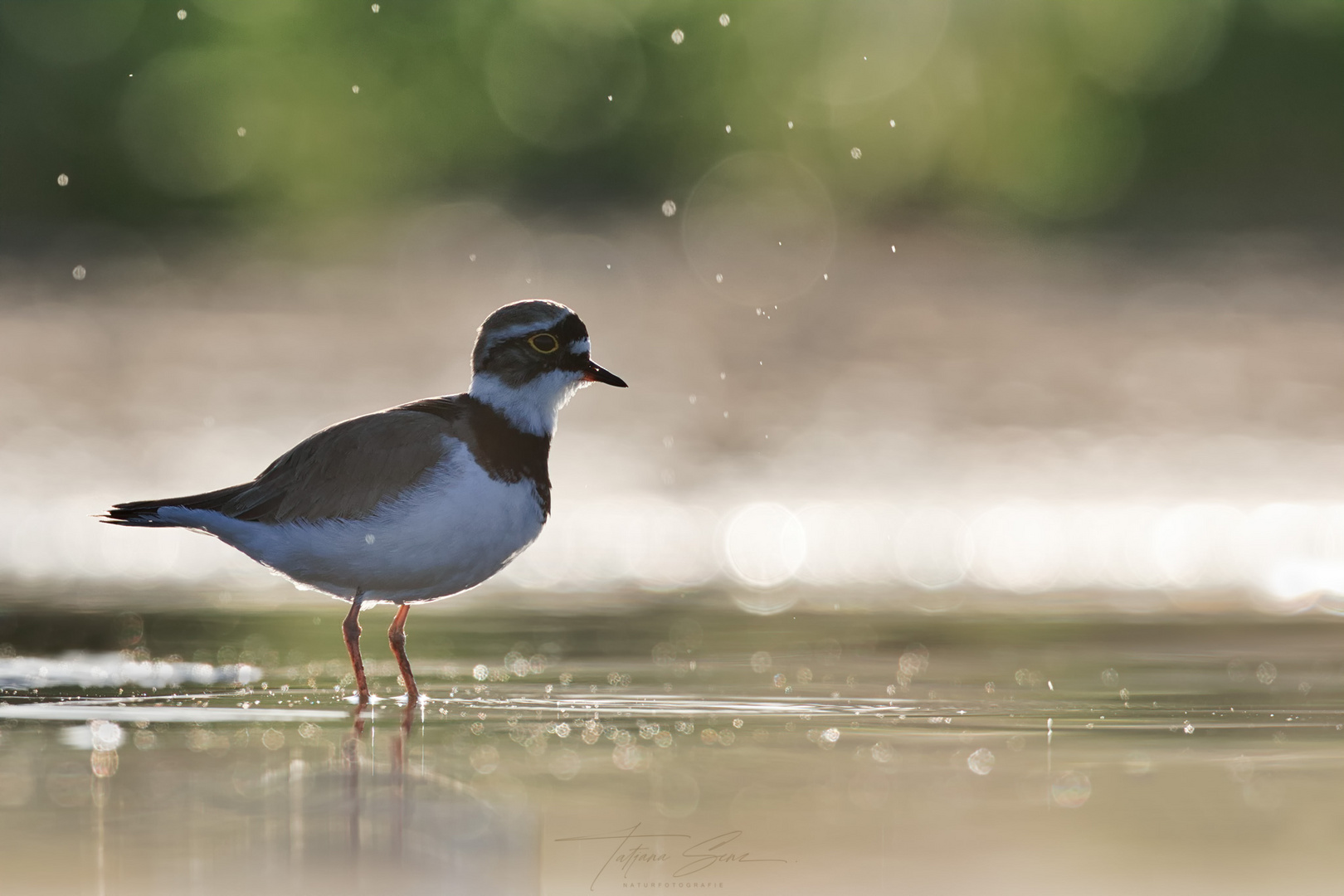 FLUSSREGENPFEIFER nach kurzem Waschvorgang