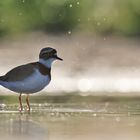 FLUSSREGENPFEIFER nach kurzem Waschvorgang