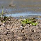 Flussregenpfeifer Paar am Nest