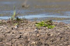 Flussregenpfeifer Paar am Nest