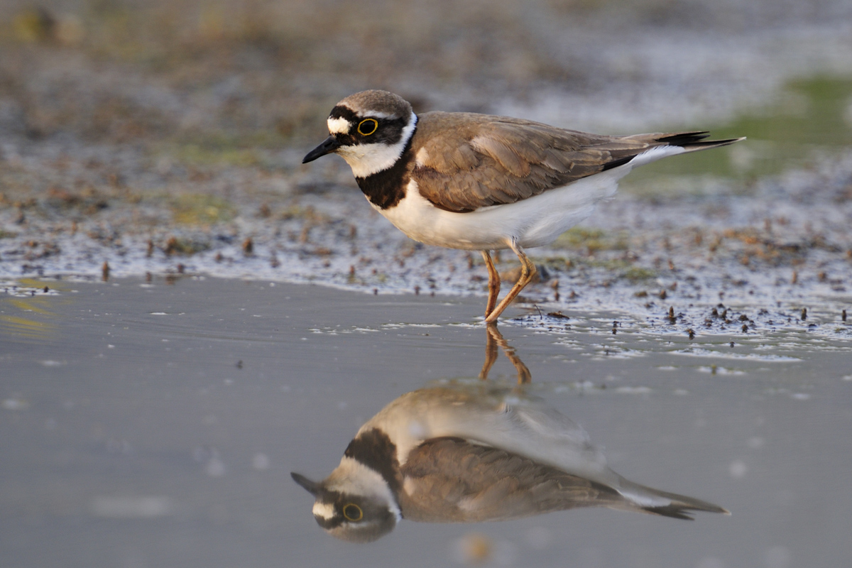 Flussregenpfeiffer (Charadrius dubius)