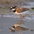 Flussregenpfeiffer (Charadrius dubius)