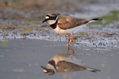 Flussregenpfeiffer (Charadrius dubius)