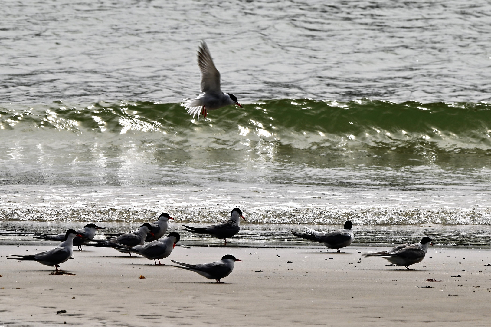 Flussseeschwalbe Foto & Bild tiere, wildlife, wild lebende vögel