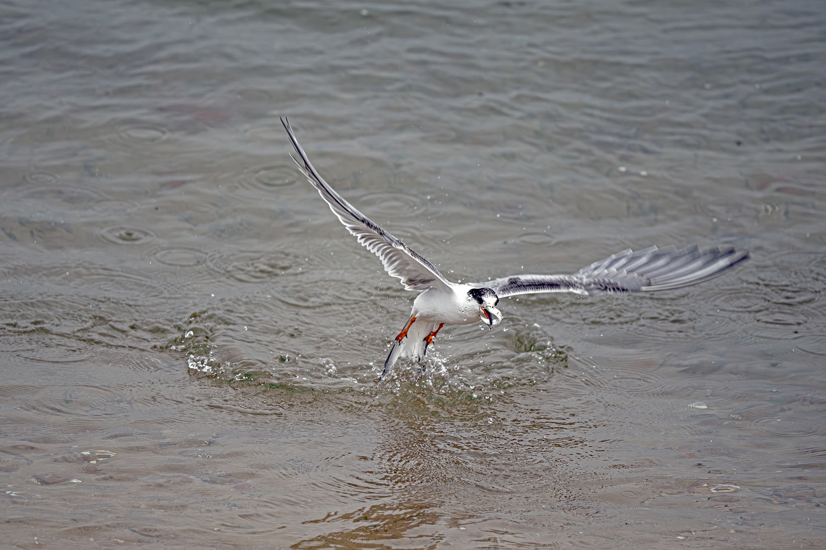 Flussseeschwalbe