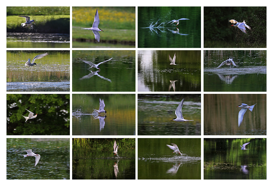 Flussseeschwalbe als Flugkünstler