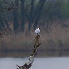 Flußseeschwalbe auf dem Ansitz