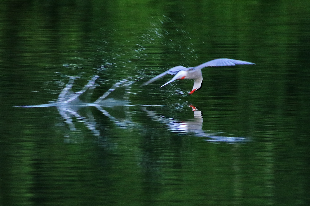 Flussseeschwalbe auf der Jagd