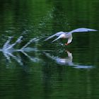 Flussseeschwalbe auf der Jagd