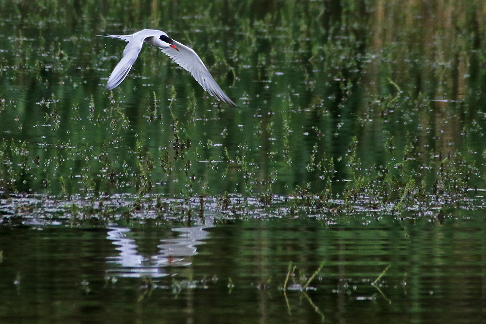 Flussseeschwalbe auf der Jagd 