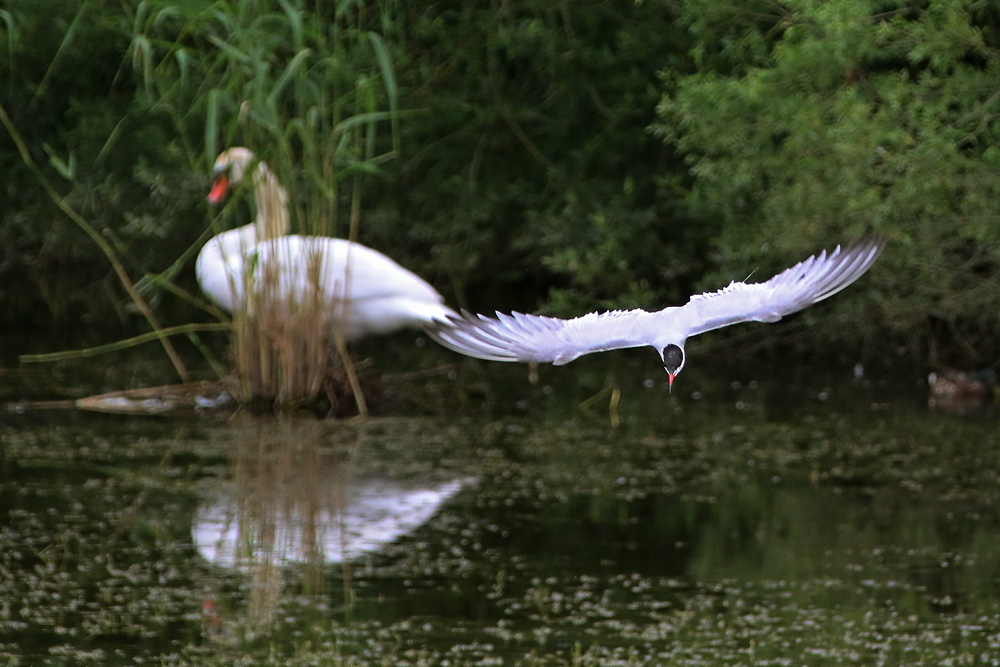 Flussseeschwalbe auf der Jagd