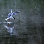 Flussseeschwalbe bei der erfolgreichen Jagd