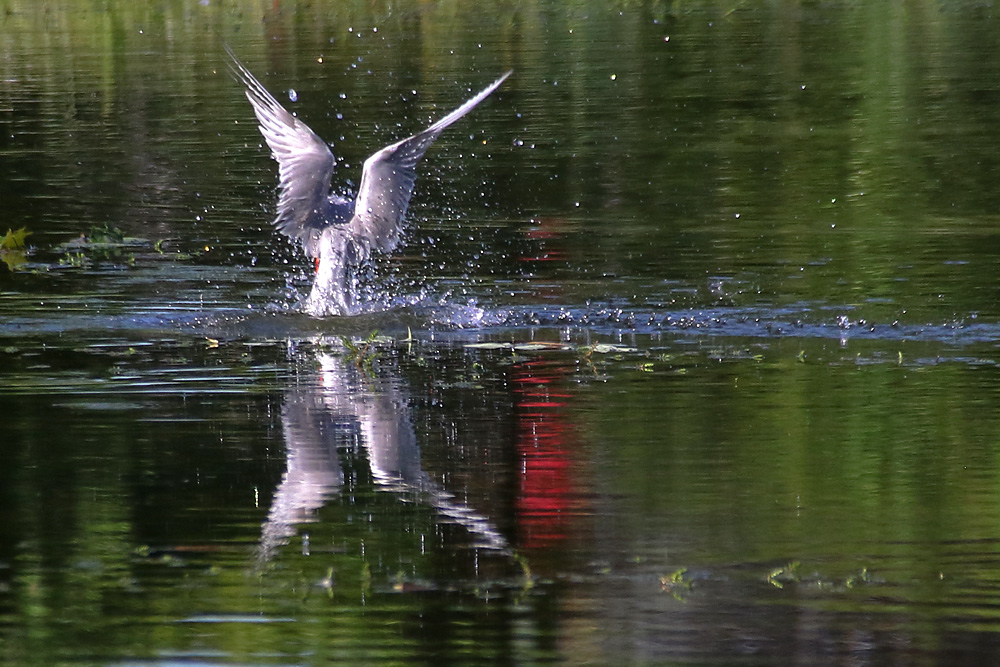 Flussseeschwalbe beim "Fischen"