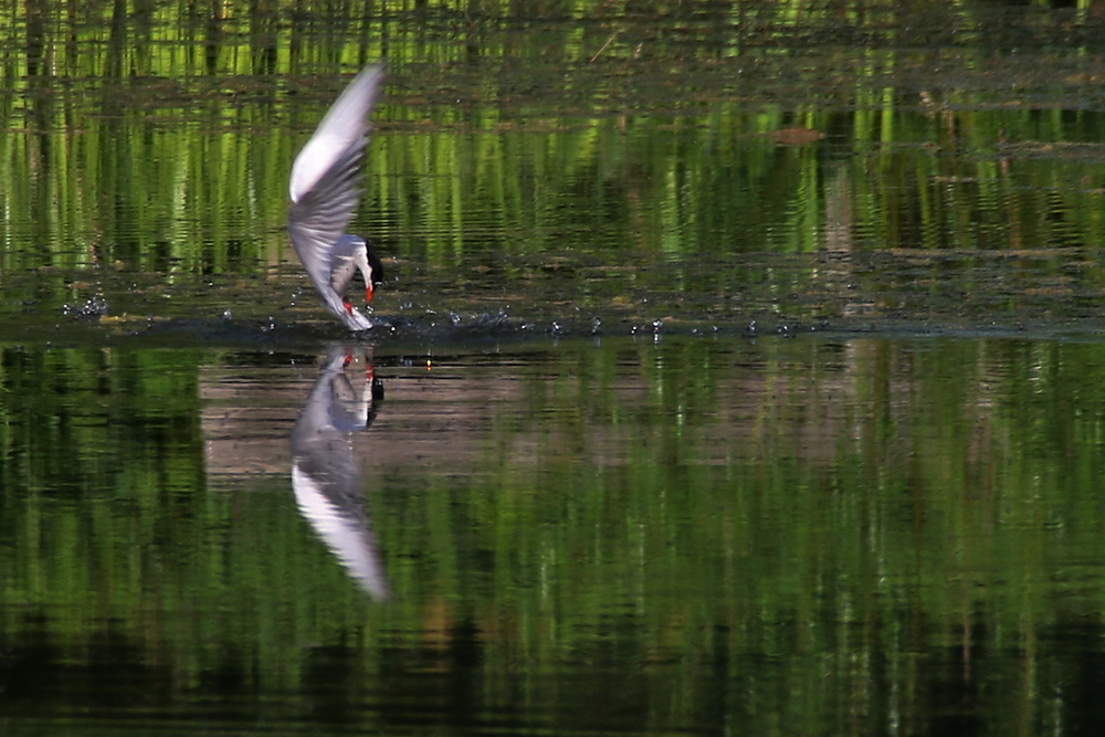 Flussseeschwalbe beim Fischfang